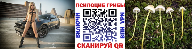 блэк спрут ссылка  Зима  Псилоцибиновые грибы прущие грибы 
